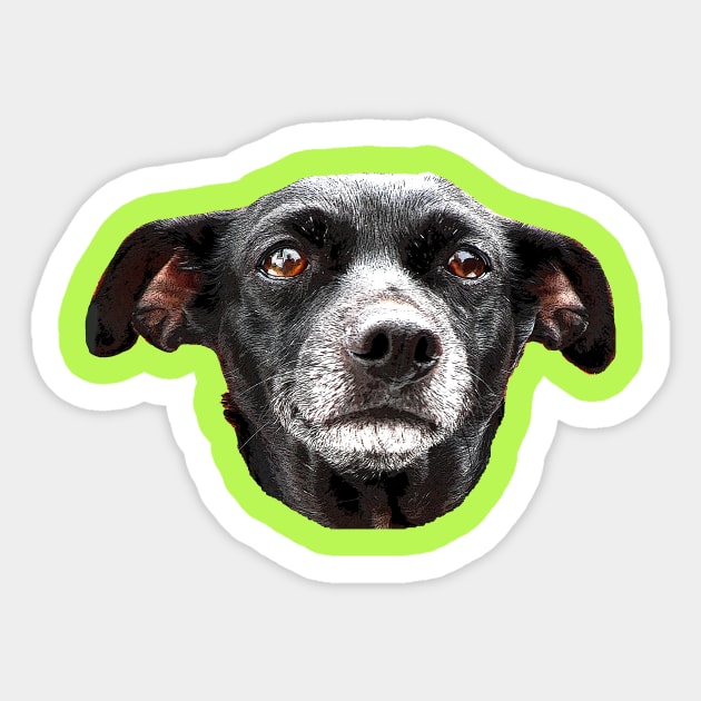 Chihuahua Sticker by Hydra